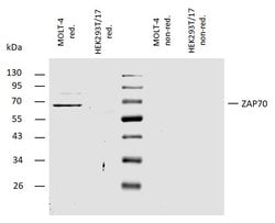 Invitrogen Zap-70 Polyclonal Antibody 100 &mu;g | Buy Online | Invitrogen&trade; | Fisher Scientific
