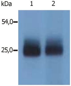Invitrogen NTAL Polyclonal Antibody 100 &mu;g; Unconjugated:Antibodies,