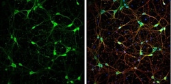 Invitrogen PGP9.5 Polyclonal Antibody 50 &mu;L; Unconjugated:Antibodies,