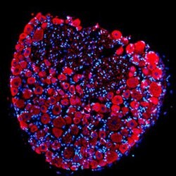 Invitrogen PGP9.5 Polyclonal Antibody 50 &mu;L; Unconjugated:Antibodies,