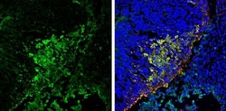 Invitrogen PGP9.5 Polyclonal Antibody 50 &mu;L; Unconjugated:Antibodies,