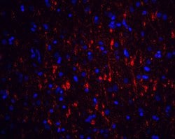 Invitrogen GFR alpha-1 Polyclonal Antibody 50 &mu;g; Unconjugated:Antibodies,