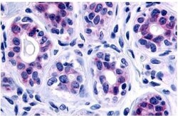 GPR115 Polyclonal Antibody, Invitrogen 25 &mu;g; Unconjugated:Antibodies,