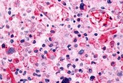 GPR115 Polyclonal Antibody, Invitrogen 25 &mu;g; Unconjugated:Antibodies,