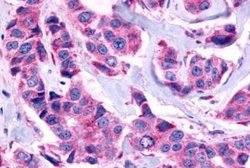 GPR115 Polyclonal Antibody, Invitrogen 25 &mu;g; Unconjugated:Antibodies,