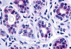 GPR115 Polyclonal Antibody, Invitrogen 25 &mu;g; Unconjugated:Antibodies,