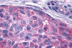 Invitrogen GPR15 Polyclonal Antibody 25 &mu;g | Buy Online | Invitrogen&trade; | Fisher Scientific