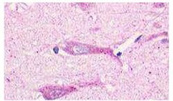 Invitrogen GPR19 Polyclonal Antibody 25 &mu;g; Unconjugated:Antibodies,