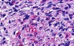 Invitrogen GPR19 Polyclonal Antibody 25 &mu;g; Unconjugated:Antibodies,
