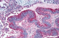 Invitrogen GPR19 Polyclonal Antibody 25 &mu;g; Unconjugated:Antibodies,