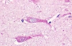 Invitrogen GPR19 Polyclonal Antibody 25 &mu;g; Unconjugated:Antibodies,