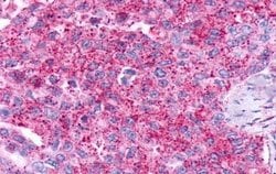 Invitrogen GPR19 Polyclonal Antibody 25 &mu;g; Unconjugated:Antibodies,