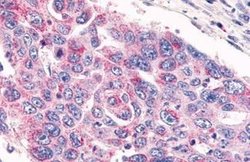 GPR26 Polyclonal Antibody, Invitrogen 25 &mu;g | Buy Online | Thermo Scientific | Fisher Scientific