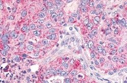 GPR26 Polyclonal Antibody, Invitrogen 25 &mu;g | Buy Online | Thermo Scientific | Fisher Scientific