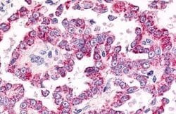 GPR26 Polyclonal Antibody, Invitrogen 25 &mu;g | Buy Online | Thermo Scientific | Fisher Scientific