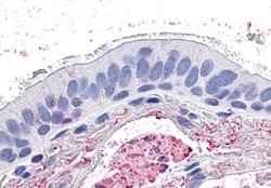 Invitrogen GPR4 Polyclonal Antibody 25 &mu;g | Buy Online | Invitrogen&trade; | Fisher Scientific