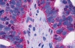 Invitrogen GPR4 Polyclonal Antibody 25 &mu;g | Buy Online | Invitrogen&trade; | Fisher Scientific