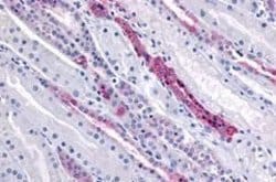 Invitrogen GPR4 Polyclonal Antibody 25 &mu;g | Buy Online | Invitrogen&trade; | Fisher Scientific