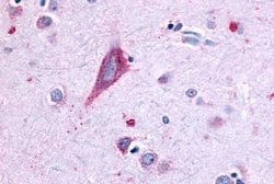 Invitrogen GPR43 Polyclonal Antibody 25 &mu;g | Buy Online | Invitrogen&trade; | Fisher Scientific