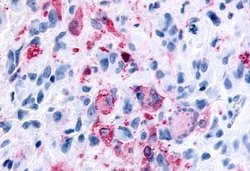 Invitrogen GPR43 Polyclonal Antibody 25 &mu;g | Buy Online | Invitrogen&trade; | Fisher Scientific