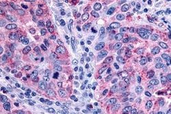 Invitrogen GPR43 Polyclonal Antibody 25 &mu;g | Buy Online | Invitrogen&trade; | Fisher Scientific