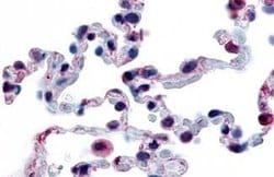 Invitrogen GPR43 Polyclonal Antibody 25 &mu;g | Buy Online | Invitrogen&trade; | Fisher Scientific