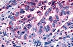 Invitrogen GPR43 Polyclonal Antibody 25 &mu;g | Buy Online | Invitrogen&trade; | Fisher Scientific