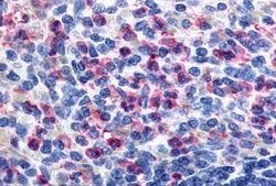 Invitrogen GPR43 Polyclonal Antibody 25 &mu;g | Buy Online | Invitrogen&trade; | Fisher Scientific