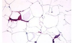 Invitrogen GPR109B Polyclonal Antibody 25 &mu;g; Unconjugated:Antibodies,