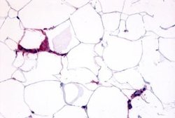 Invitrogen GPR109B Polyclonal Antibody 25 &mu;g; Unconjugated:Antibodies,