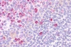 Invitrogen GPR109B Polyclonal Antibody 25 &mu;g; Unconjugated:Antibodies,