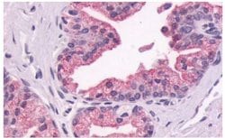 Invitrogen GPR87 Polyclonal Antibody 25 &mu;g; Unconjugated:Antibodies,