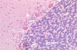 Invitrogen GPR87 Polyclonal Antibody 25 &mu;g; Unconjugated:Antibodies,