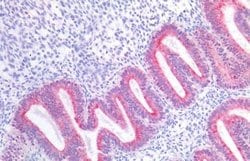 Invitrogen GPR87 Polyclonal Antibody 25 &mu;g; Unconjugated:Antibodies,