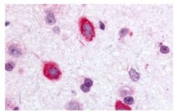 GALR3 Polyclonal Antibody, Invitrogen 25 &mu;g | Buy Online | Invitrogen | Fisher Scientific