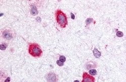 GALR3 Polyclonal Antibody, Invitrogen 25 &mu;g | Buy Online | Invitrogen | Fisher Scientific