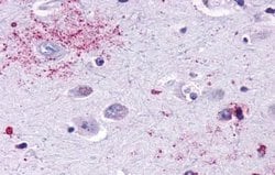Invitrogen MAS1 Polyclonal Antibody 25 &mu;g; Unconjugated:Antibodies,