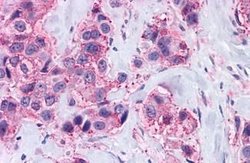 Invitrogen MAS1 Polyclonal Antibody 25 &mu;g; Unconjugated:Antibodies,