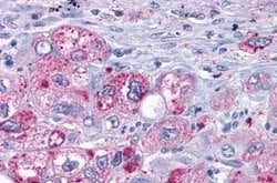 Invitrogen MAS1 Polyclonal Antibody 25 &mu;g; Unconjugated:Antibodies,