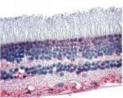 Invitrogen PNR Polyclonal Antibody 25 &mu;g; Unconjugated:Antibodies, Polyclonal