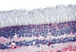 Invitrogen PNR Polyclonal Antibody 25 &mu;g; Unconjugated:Antibodies, Polyclonal