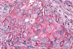 Invitrogen P2Y6 Polyclonal Antibody 25 &mu;g; Unconjugated:Anticuerpos