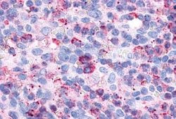 Invitrogen P2Y6 Polyclonal Antibody 25 &mu;g; Unconjugated:Anticuerpos