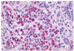 Invitrogen P2Y4 Polyclonal Antibody 25 &mu;g; Unconjugated:Antibodies,
