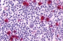 Invitrogen P2Y4 Polyclonal Antibody 25 &mu;g; Unconjugated:Antibodies,