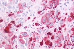 Invitrogen P2Y4 Polyclonal Antibody 25 &mu;g; Unconjugated:Antibodies,