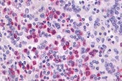 Invitrogen P2Y4 Polyclonal Antibody 25 &mu;g; Unconjugated:Antibodies,