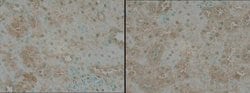 Invitrogen TNIK Polyclonal Antibody 25 &mu;L; Unconjugated:Antibodies,
