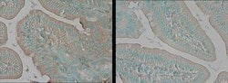 Invitrogen TNIK Polyclonal Antibody 25 &mu;L; Unconjugated:Antibodies,