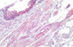 Invitrogen HTR1B Polyclonal Antibody 25 &mu;g; Unconjugated:Antibodies,